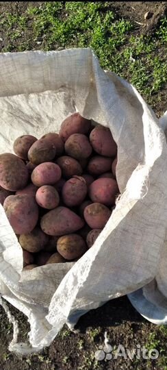 Семенной картофель