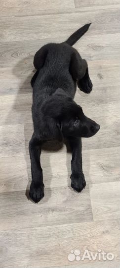 Щенки лабрадора