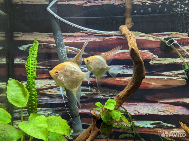 Нерестящая пара скалярий