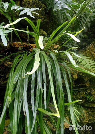 Pyrrosia - папоротник Пиррозия