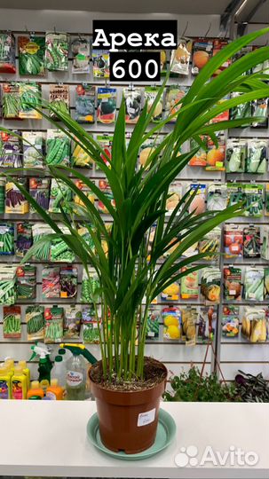 Комнатные растения