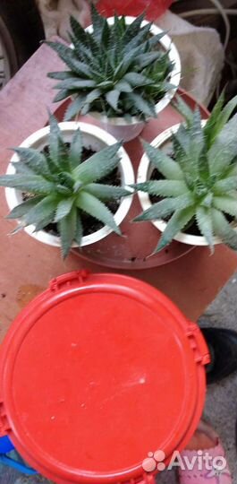 Алоэ Аристата (остистое)