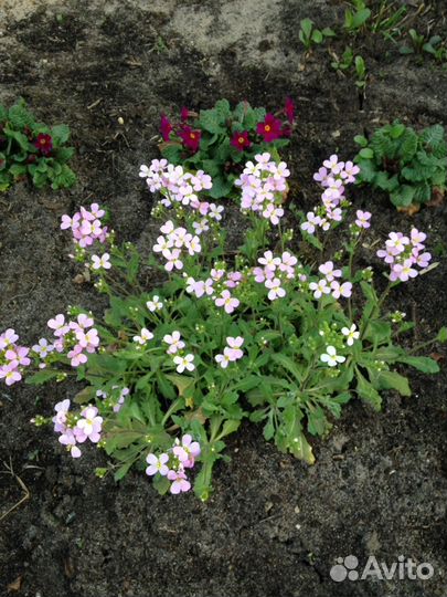 Растения для альпийской горки