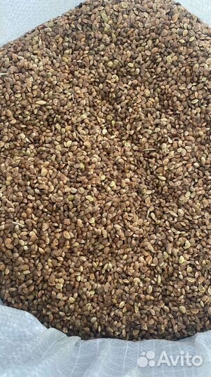 Семена эспарцета опт от 60 кг