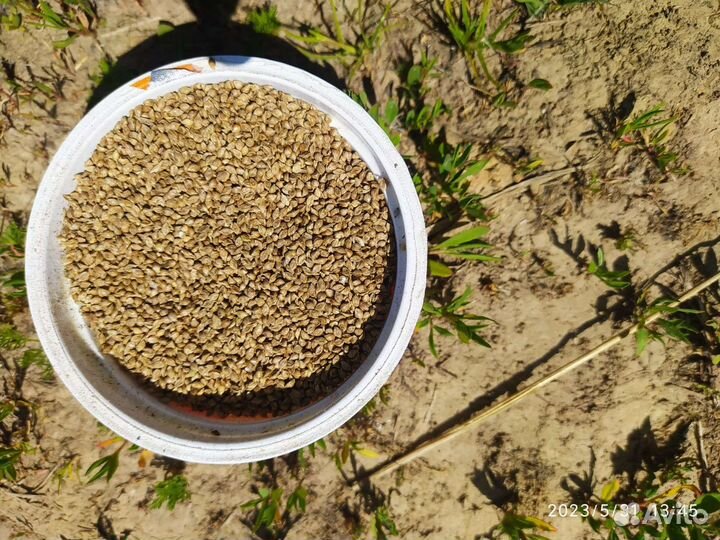 Семена газонной травы