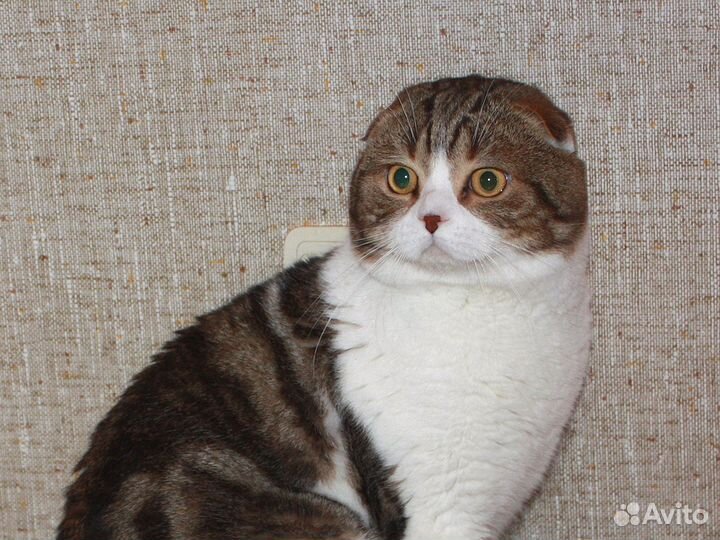 Вязка с вислоухим шотландцем