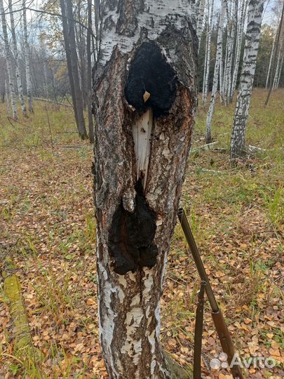 Чага березовая