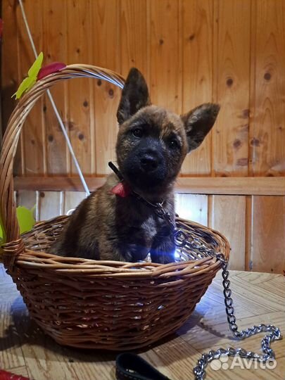 Продам щенка