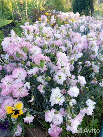 Садовые цветы