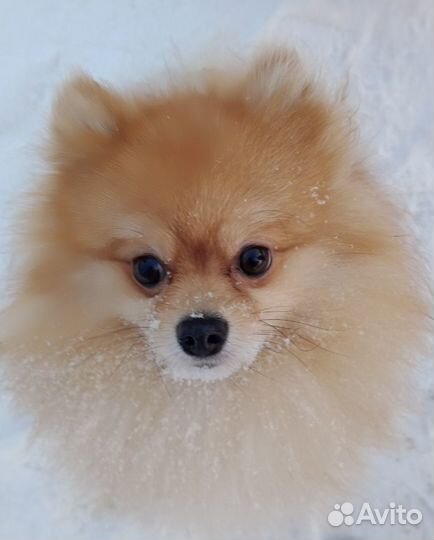 Померанский шпиц