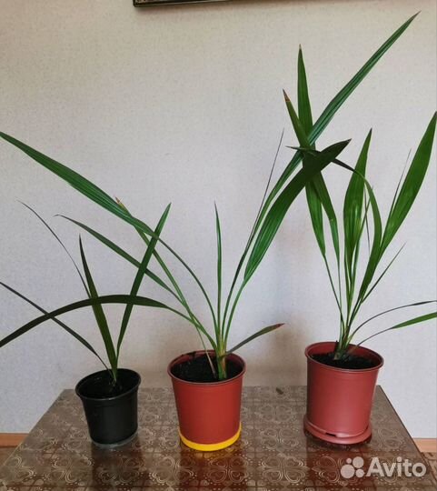 Комнатные цветы