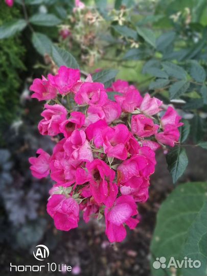 Мускусная роза