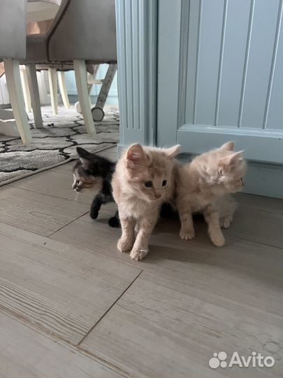 Котята в добрые руки даром