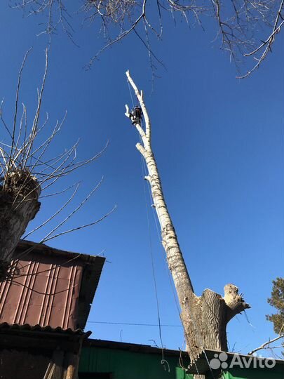 Спил деревьев