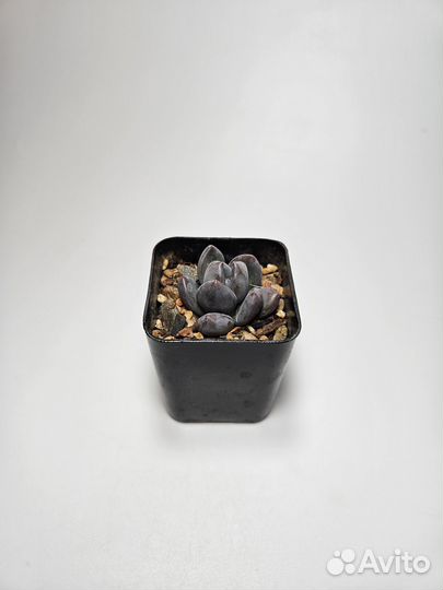 Суккуленты 1