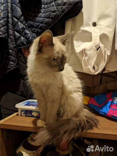 Отдам в добрые руки котенка девочку)
