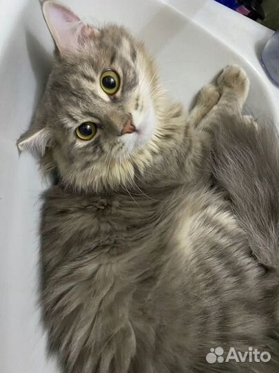 Отдается кот