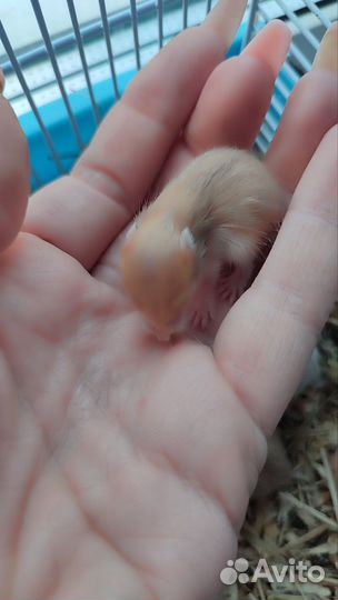 Хомяк сирийский