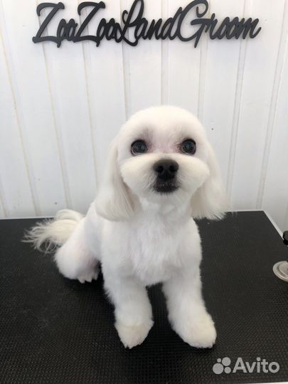 Стрижки для собачек и кошечек