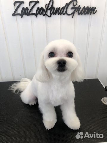 Стрижки для собачек и кошечек