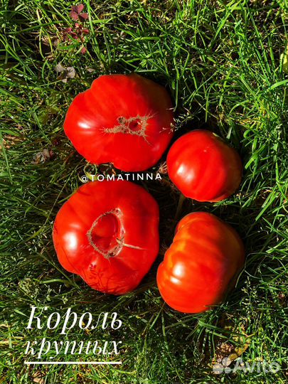 Семена крупноплодных томатов