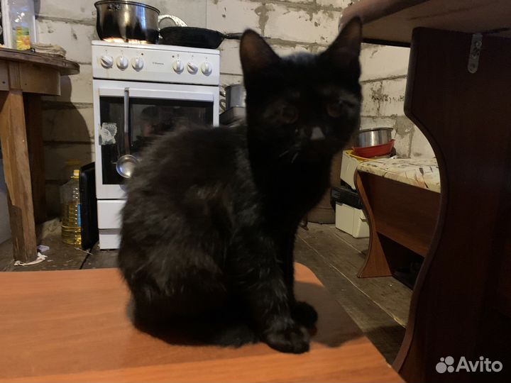 Отдам бесплатно кошек