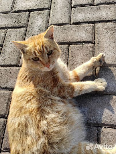 Молодой котик