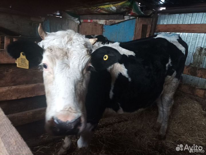 Корова. Телка 1.9 мес