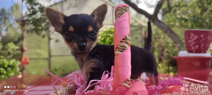 Мини той-терьер щенок (метис)