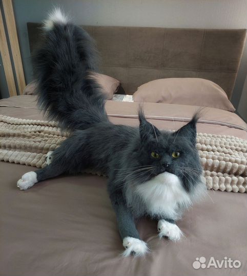 Мягкая игрушка кот мейн-кун , ручная работа