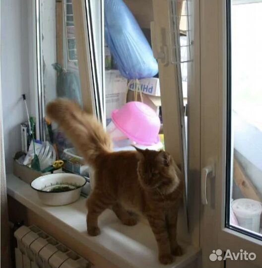 Сетка антиКошка