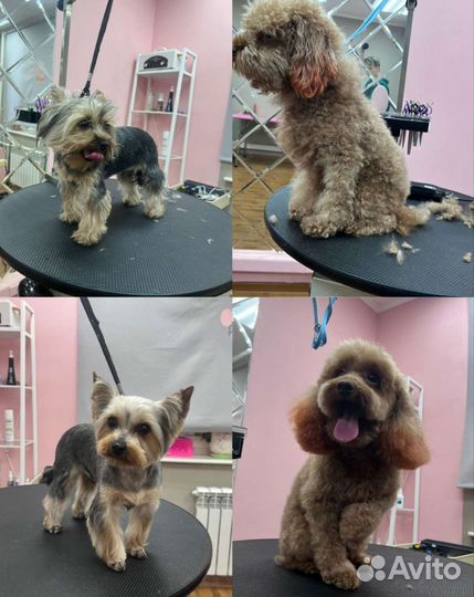 Стрижка/Уход/Экспресс линька собак,кошек выезд дом