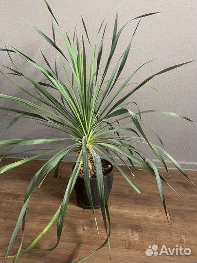 Юкка садовая пальма