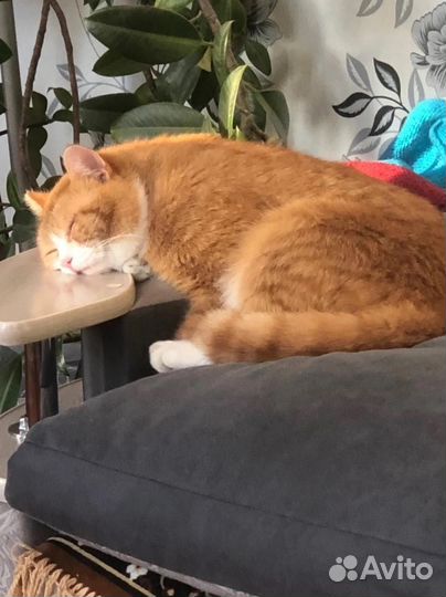 Отдам котика в добрые ручки