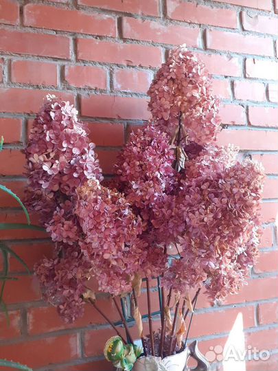 Гортензия цветы