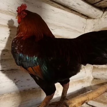 Молодой петух