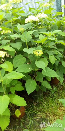 Гортензия анабель