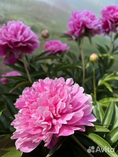 Пионы саженцы корни