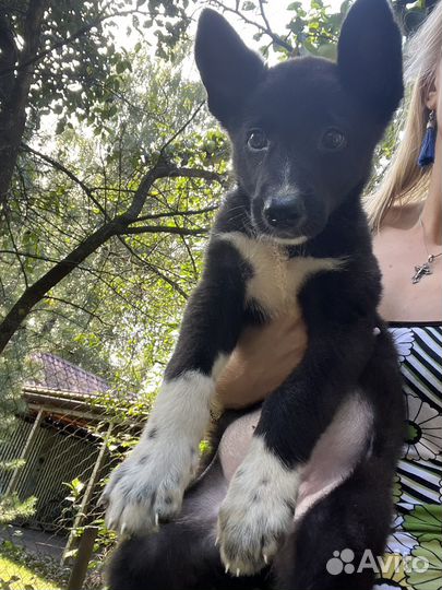 Метис лайки