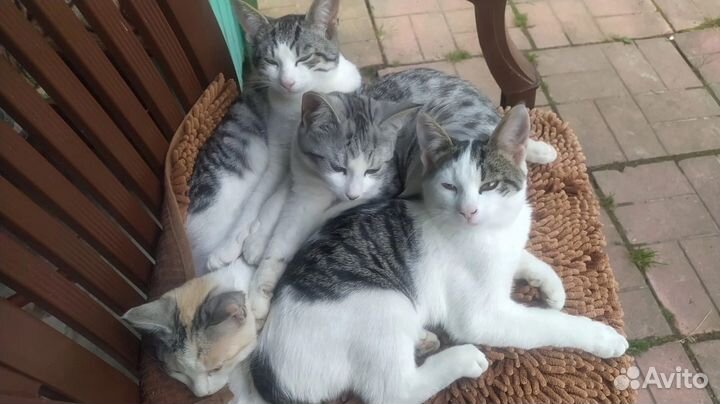 Котята в добрые руки