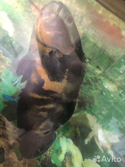 Астронотус