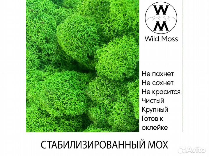 Стабилизированный мох