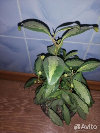 Фикус Диверсифолия вариегатная