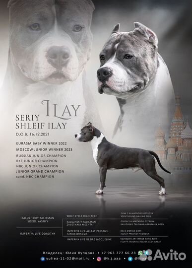 Американский стаффордширский терьер вязка