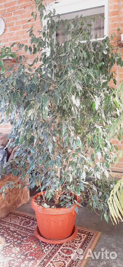 Фикус бенджамина