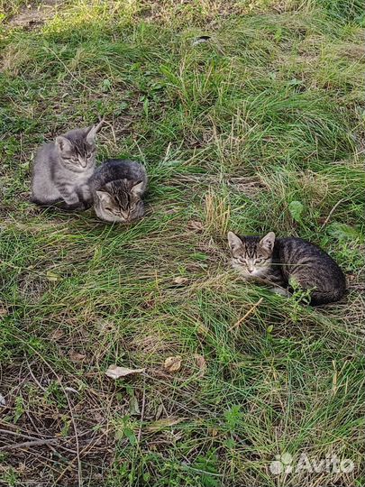 Домашние животные кошки