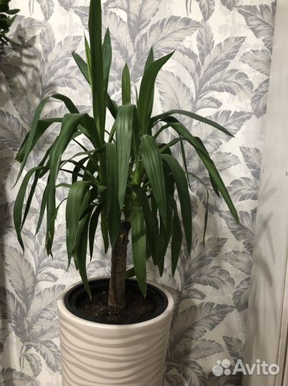 Пальма юкка