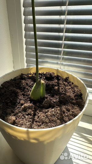 Авокадо растение