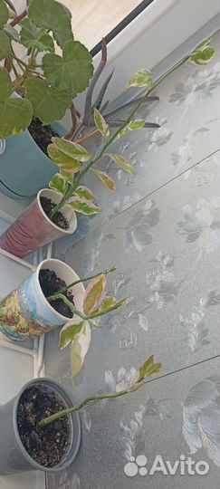 Педилантус