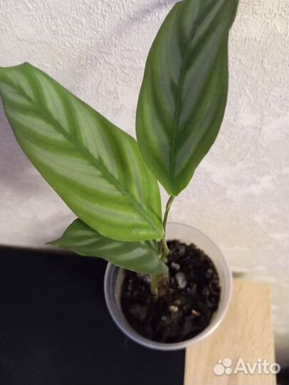 Калатея ктенанта